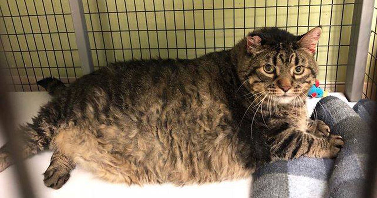 Animal Rescue in Boston Helps Pair of 30-Lb. Cats Lose Weight