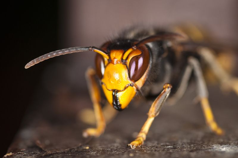 A file photo of a yellow-legged hornet. The species was found on U.S. soil in Georgia for the first time in August 2023.