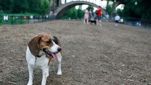 In this AJC file photo, a Beagle mix named Sadie paused to take in the scene in the large dog run area in the Piedmont Dog Park.