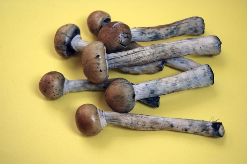 Colombian magic mushrooms are pictured here legally on sale at Camden market in London in June of 2005, before selling them was outlawed in Britain.