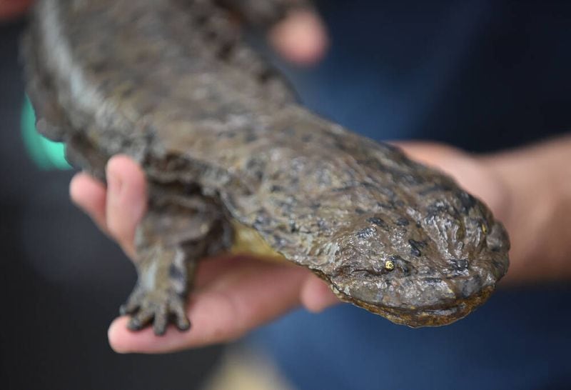 Herpetology keeper William Ternes holds a model of a hellbender at the Chattanooga Zoo. (Courtesy of Matt Hamilton/Chattanooga Times Free Press)