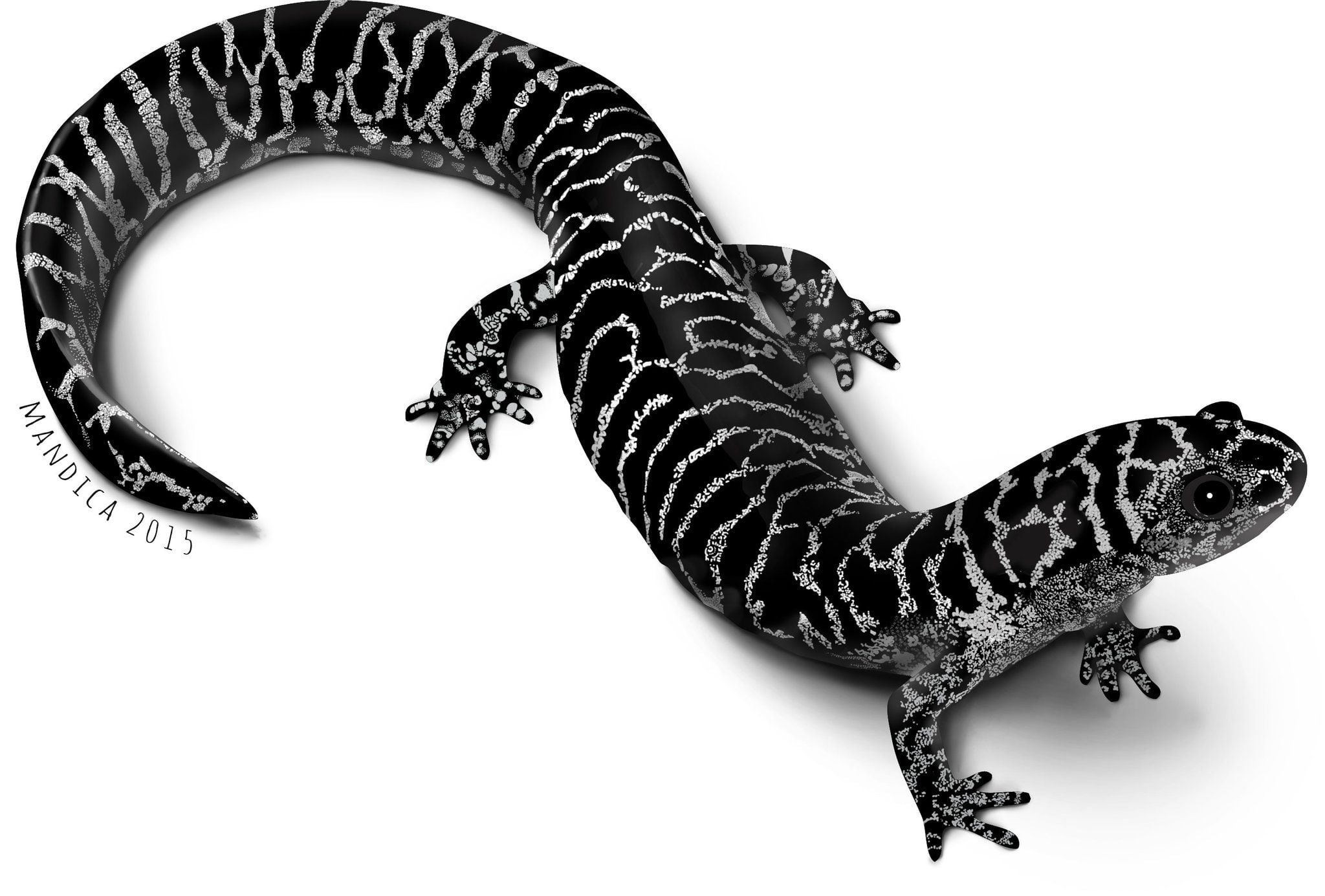 Amphibibian Foundation aims to save two of Georgia's rare creatures