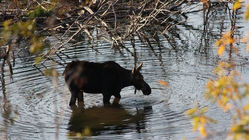 “My wife Sandra and I took our annual September trip to the Grand Tetons in Wyoming,” wrote Jack Abbott of Powder Springs. “We love seeing all the wildlife. I got lucky taking this picture of a female moose. She had just lifted her head, creating the ripples in the pond.”