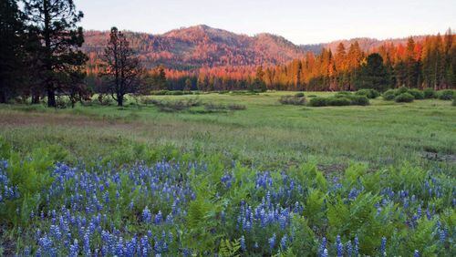 This undated photo provided by The Trust for Public Land shows Ackerson Meadow in Yosemite National Park, Calif. Visitors to the park now have more room to explore nature with the announcement on Wed. Sept. 7, 2016 that the park’s western boundary has expanded to include Ackerson Meadow, 400 acres of tree-covered Sierra Nevada foothills, grassland and a creek that flows into the Tuolumne River. This is the park’s biggest expansion in nearly 70 years, and will serve as wildlife habitat. (Robb Hirsch/The Trust for Public Land via AP)