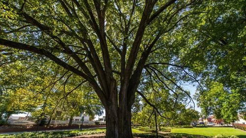 Norcross study will determine if the city should use more trees to help reduce flooding and improve water quality in nearby lakes, ponds, springs, and rivers. Courtesy City of Norcross