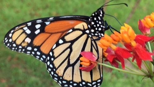 Mary Umlauf submitted this photo. “This is my only Monarch butterfly this year, feeding on tropical milkweed flowers,” she wrote. “I planted milkweed to attract Monarchs to lay eggs. Last year I had several caterpillars. This year I have just one Monarch visitor. Now I will wait.”