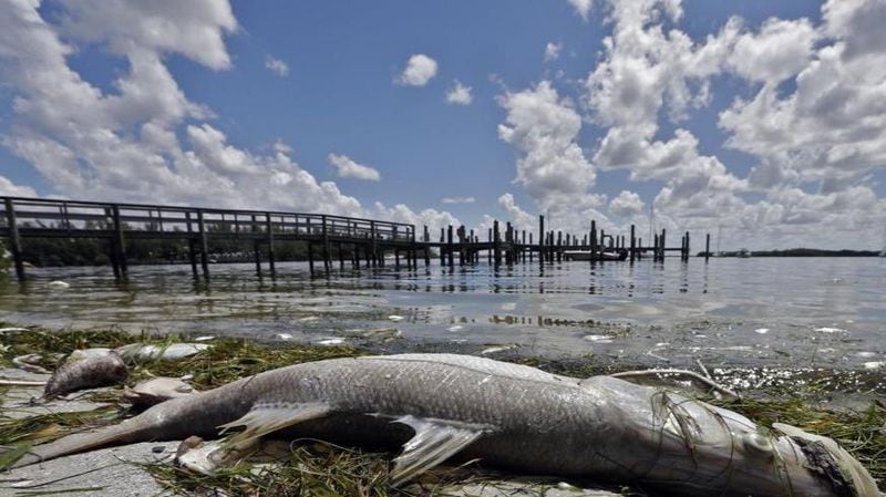 In this Monday Aug. 6, 2018 photo, a dead Snook is shown along the water's edge in Bradenton Beach, Fla. From Naples in Southwest Florida, about 135 miles north, beach communities along the Gulf coast have been plagued with red tide. Normally crystal clear water is murky, and the smell of dead fish permeates the air.