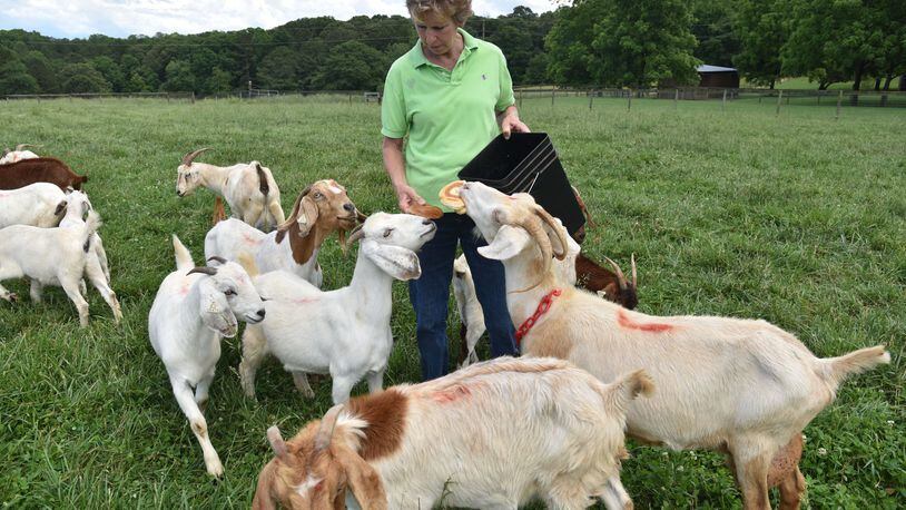 Charline Cambron feeds treats to goats on her 50-acre farm at Rosewood Goat Farm on Wednesday, May 24, 2017. HYOSUB SHIN / HSHIN@AJC.COM