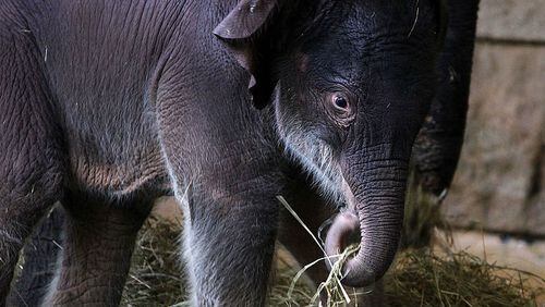 A newborn Asian elephant is pictured.