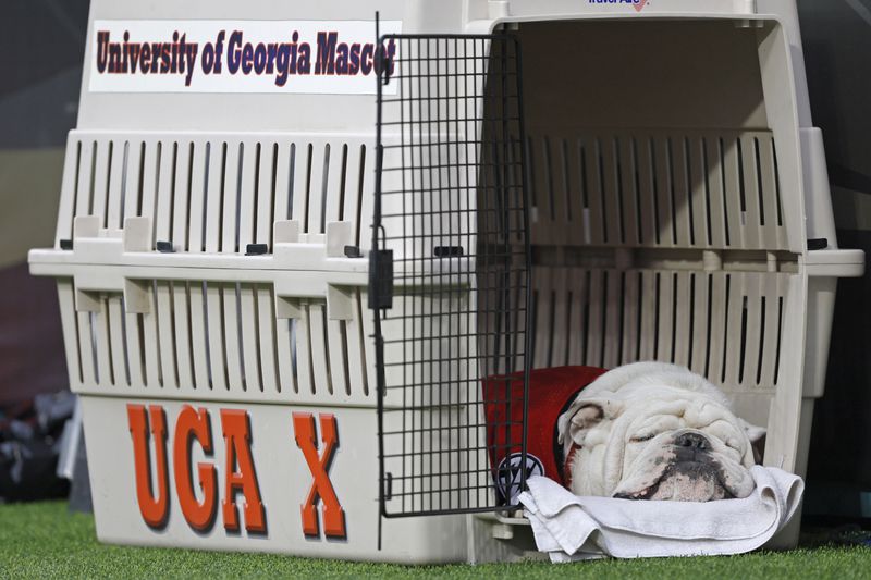 Georgia Bulldogs’ live mascot UGA X takes a nap during Georgia’s win against the Florida Gators in a NCAA football game at TIAA Bank Field, Saturday, October 29, 2022, in Jacksonville, Florida. Georgia won 42-20. (Jason Getz / Jason.Getz@ajc.com)