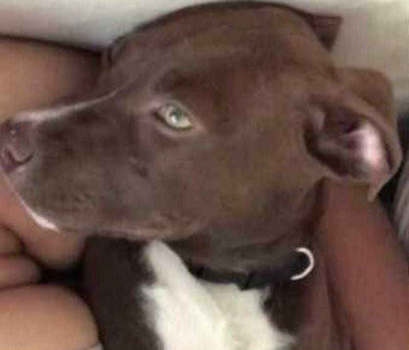 Lady, a 5-month-old brown lab, was shot and killed in northwest Atlanta. (Photo: Channel 2 Action News)