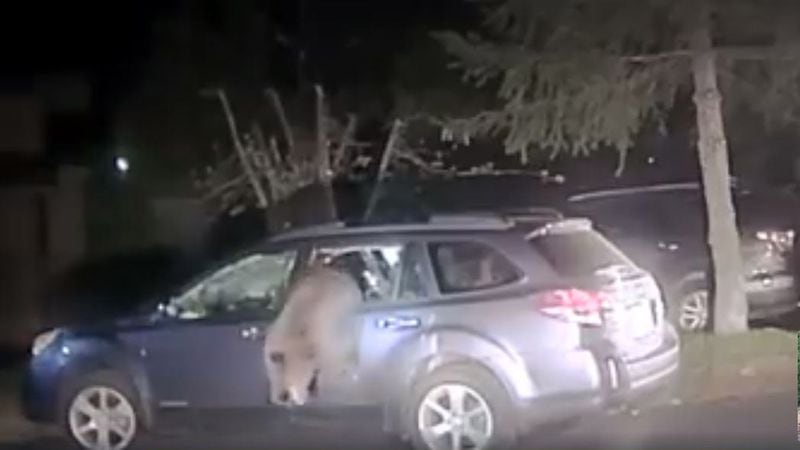 A deputy had to help rescue a bear trapped inside a car near Lake Tahoe by breaking the car window, after the bear destroyed the inside of the car trying to escape.