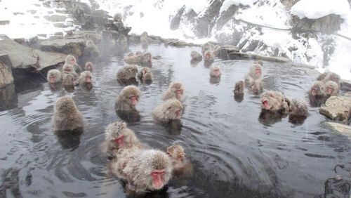 The Japanese Alps in winter offer snow, sake, and monkeys in hot springs. (George Hobica/TNS)