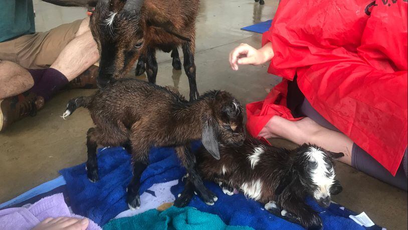 Tassi, a goat from Red Wagon Goats, gave birth to Storm and Sue-Anna at a Suwanee goat yoga class Sunday afternoon.