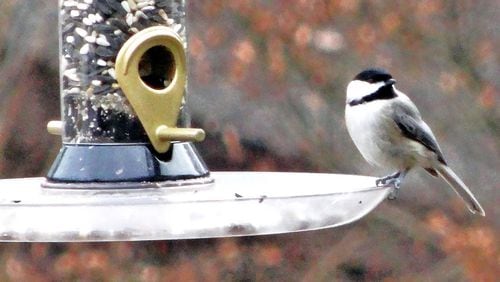 The Carolina chickadee is one of Georgia’s most common and familiar birds and a regular visitor to bird feeders in winter. It must eat constantly to maintain its high metabolic rate. PHOTO CREDIT: Charles Seabrook