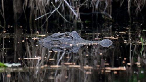 An American alligator is seen in the Okefenokee Swamp on Monday, Mar. 18, 2024. (Hyosub Shin / Hyosub.Shin@ajc.com)