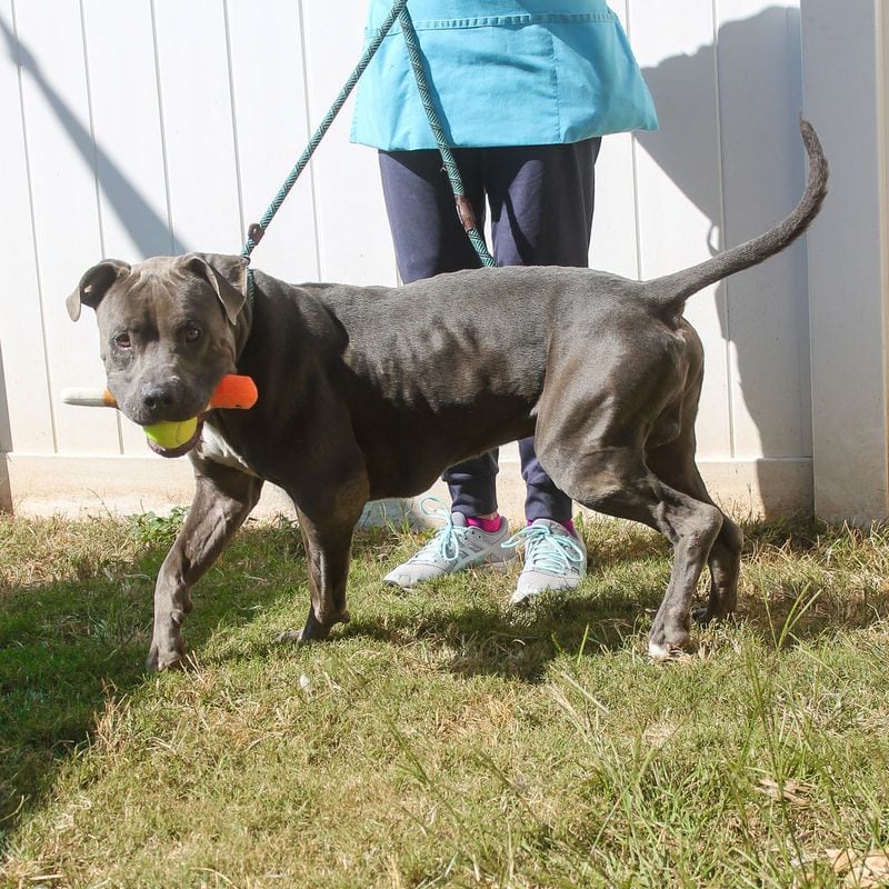 Big Foot is this week's pet of the week from the folks at Lifeline Animal Project.