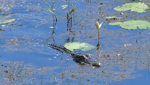 An alligator is seen from the Owls Roost Tower in Okefenokee National Wildlife Refuge in Folkston. The refuge is a 438-acre federally protected area that is home to hundreds of species of vertebrates, including more than 200 varieties of birds and 60 kinds of reptiles that live in the swamp.