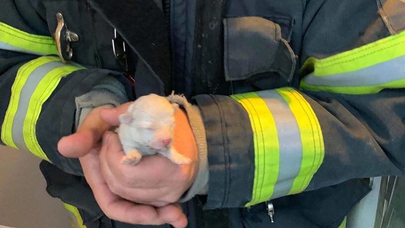 A week-old puppy that fell into a heating vent was rescued by firefighters in upstate New York.