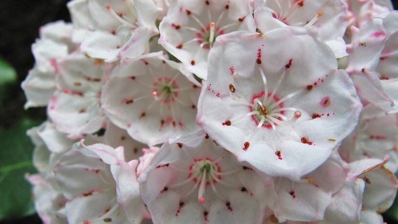 Mountain laurel (Kalmia latifolia) is blooming profusely now in Georgia. Its showy pink and white flowers, which bloom in great abundance, usher out spring and usher in summer. CONTRIBUTED BY GARY PEEPLES/U.S. FISH AND WILDLIFE SERVICE