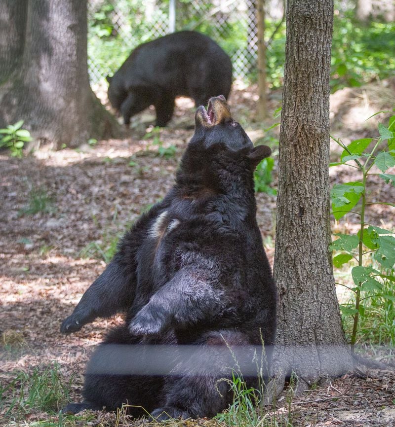 A black bear enjoys its new open field at the Yellow River Animal Sanctuary in Lilburn Friday, June 12, 2020. STEVE SCHAEFER FOR THE ATLANTA JOURNAL-CONSTITUTION