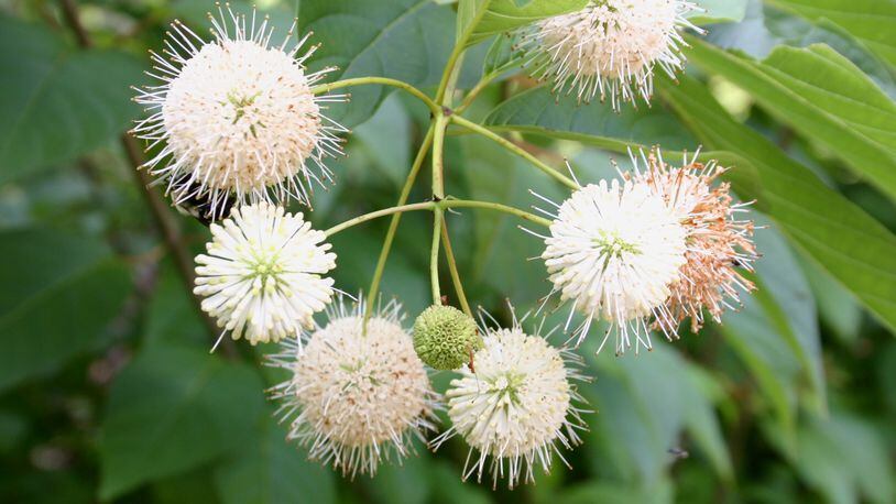 Our native buttonbush has unique flowers and seed pods. It happily grows beside lakes, streams and rivers in Georgia. (Walter Reeves for The Atlanta Journal-Constitution)