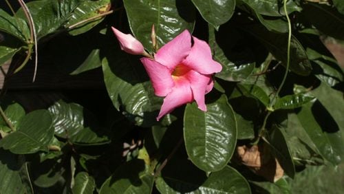 Mandevilla is an epiphyte, a plant that grows clinging to rough surfaces like tree bark, when grown in its native Brazil. The two forms, climbing and mounding, produce gorgeous flowers. (Walter Reeves for The Atlanta Journal-Constitution)