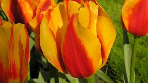 Plant the tulip bulbs in fall and enjoy the flowers in spring. Contributed by Walter Reeves