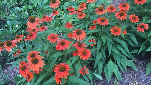 Newer cultivars of coneflower may not be as “perennial” as claimed. WALTER REEVES