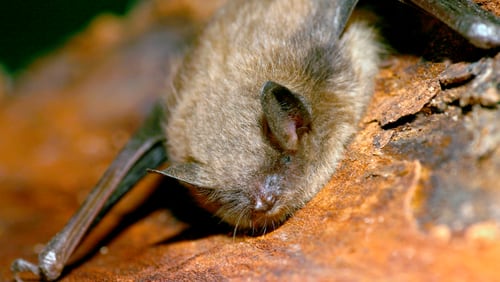Little Brown Bat roosting on tree bark.