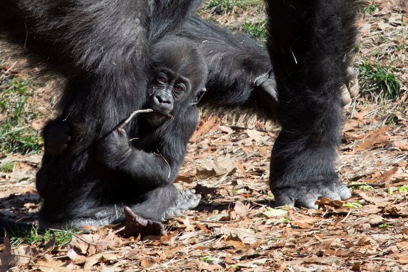 FILE PHOTO, Zoo Atlanta home to western lowland gorillas, hosts adults-only events