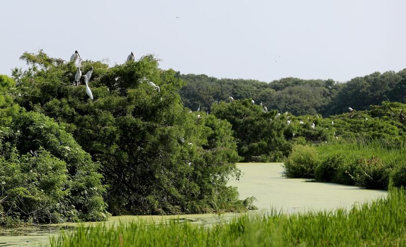 Word Storks fill the trees in a nesting area on one of the ponds at Harris Neck National Wildlife Refuge.