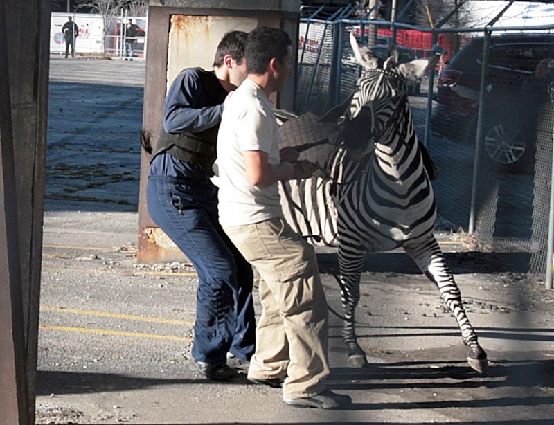 A zebra (Feb. 18, 2010): After a jaunt through downtown, this escapee from the Ringling Bros. and Barnum & Bailey circus broke free a second time and ran down the center of Downtown Connector before being captured. Sadly, the animal had to be euthanized later due to damage to its hooves that it got from running on the pavement. (Ben Gray, bgray@ajc.com)