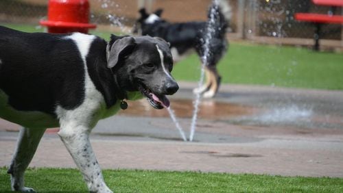Dogs cool on the splash pad at the Newtown Dream Dog Park. 
(Courtesy of Johns Creek Park and Recreation Department)