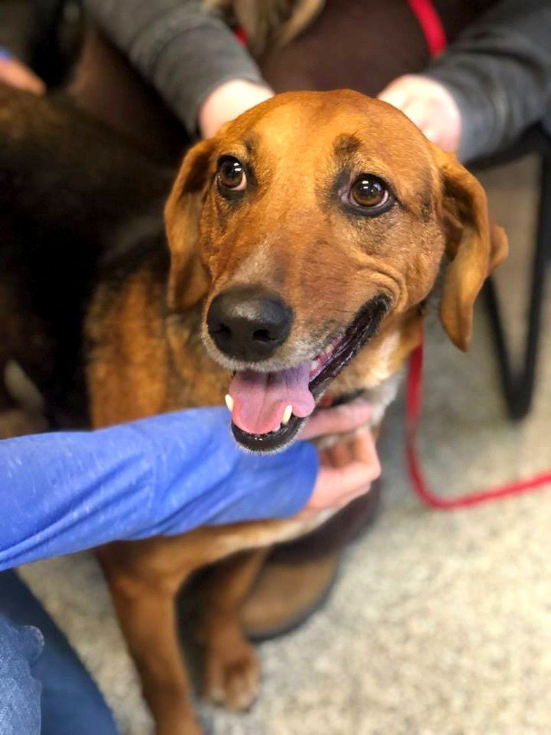 Cassie, a hound-shepherd mix, was adopted after 525 days at the Humane Society of Greater Dayton. An appearance on a local televison ad helped her find her new home.