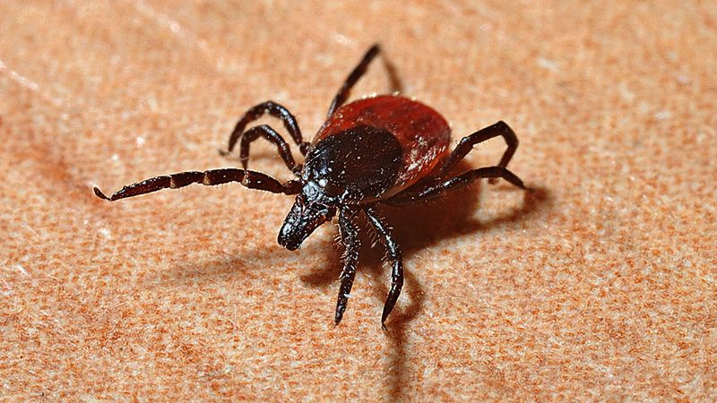 Photo of a Western Black-Legged Tick also known as a Deer Tick which can spread Lyme Disease. (File photo)