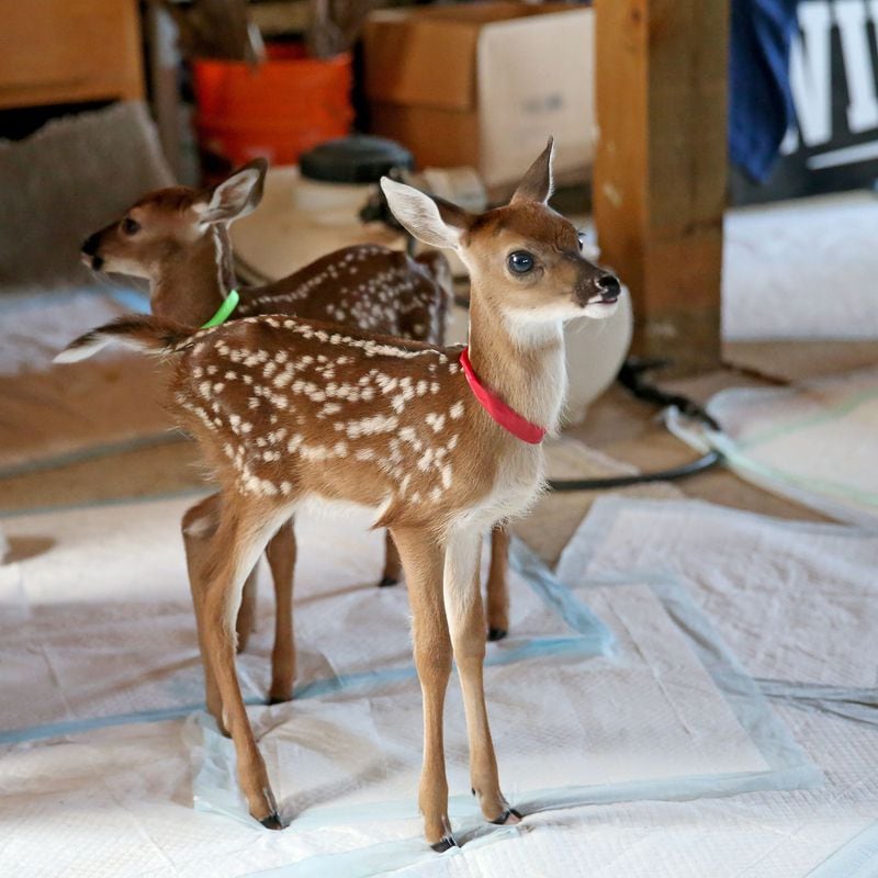 Michelle Wiley has to strike a balance between nurturing the fawns without letting them get too accustomed to human contact. 
(Courtesy of Tom Johnson)