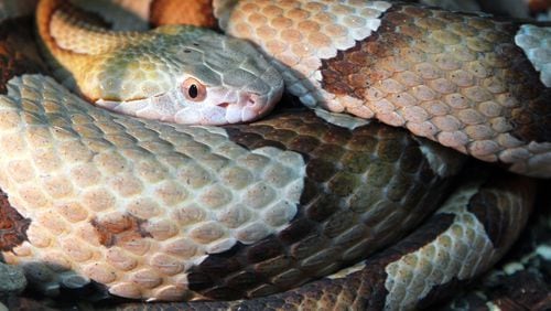 What You Need To Know: Copperhead Snakes