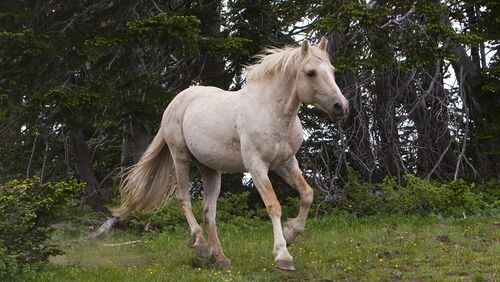 Stock photo of a horse.