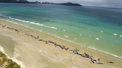 In this Sunday, Nov. 25, 2018 photo, pilot whales lie beached at Mason Bay, Rakiura on Stewart Island, New Zealand. Dozens of pilot whales died in an unrelated mass stranding at Hanson Bay on the remote Chatham Islands.