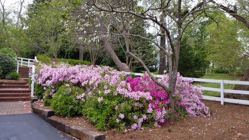 Azaleas around the city of Roswell will be celebrated throughout the month of April. CONTRIBUTED