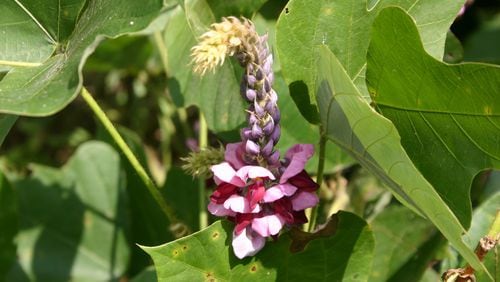 Purple kudzu flowers are attractive and fragrant. PHOTO CREDIT: Walter Reeves