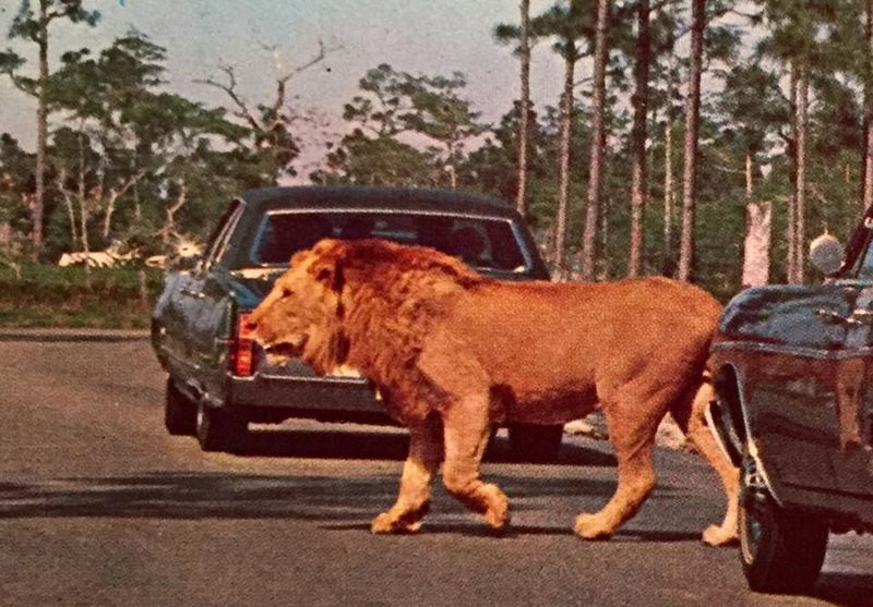 Close encounters were what Lion Country Safari was all about. (Courtesy of Mike Moon)