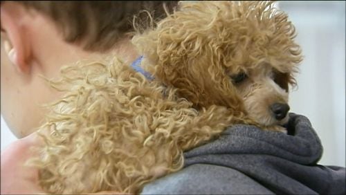 The Atlanta Humane Society plans to adopt out 30 dogs that were rescued from a Mississippi puppy mill.