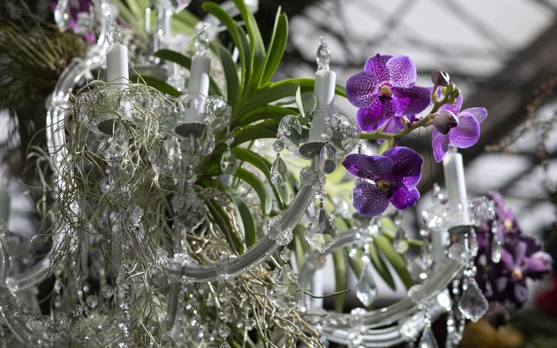 Orchids hanging from chandeliers are some of the indoor elements of “The Curious Garden” installation at the Atlanta Botanical Garden. CONTRIBUTED BY ATLANTA BOTANICAL GARDEN