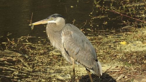 The great blue heron was not able to eat or drink.