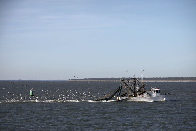 SAVANNAH, GA - OCTOBER 23, 2019: Dozens of seagulls looking for an easy meal follow a small shrimp boat as it sails through the commercial fishing grounds in Wassaw Sound. (AJC Photo/Stephen B. Morton)