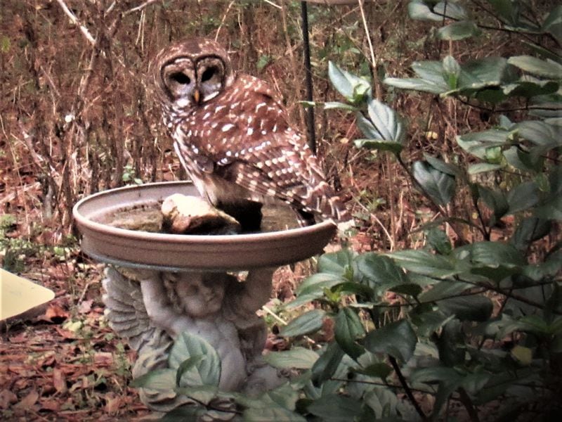 Jean Pell of Bartow County shared a photo she shot last January. "I opened my curtain to watch birds and discovered a Barred Owl in my birdbath. They are common in our parts but this was an uncommon sighting. He/She was calm and allowed me to take several photos. Made my day!" she wrote.