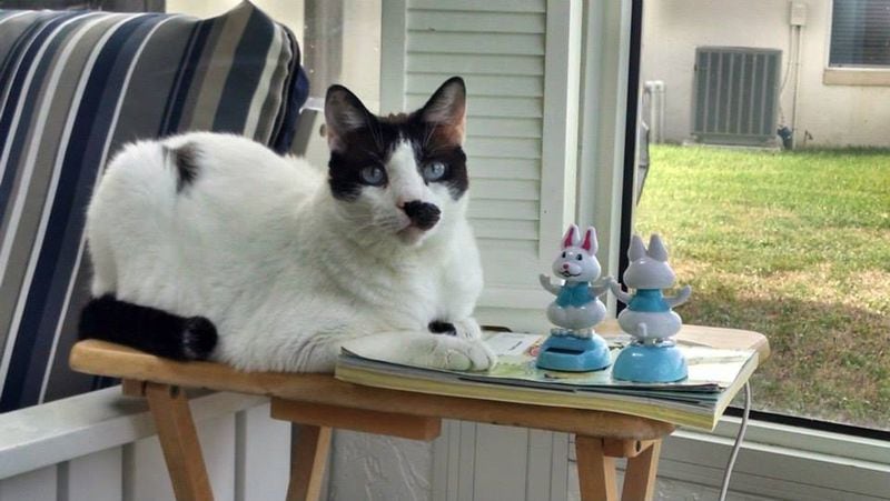Purr-fect venues: 14 of the best cat cafes in the US