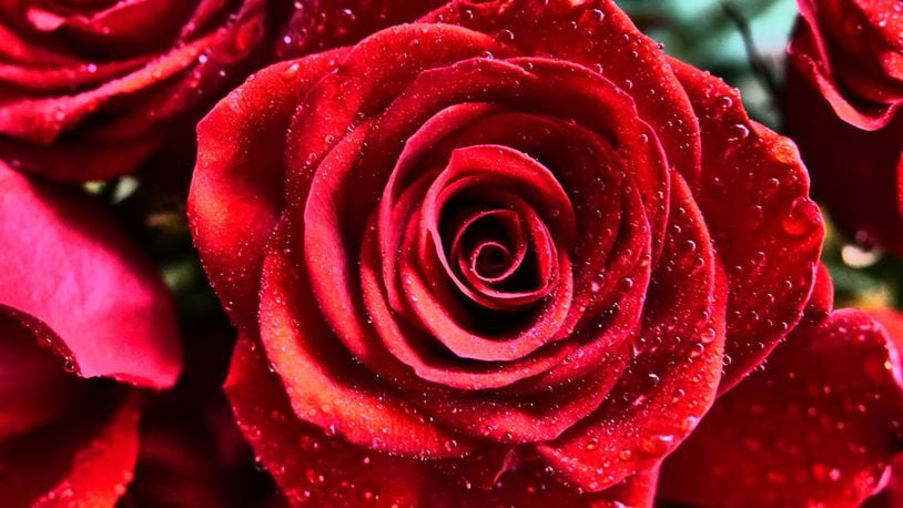 Steve Pearson of Decatur shared this photo he called, “Valentine’s Day Roses.” Contributed.